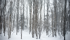 HRP - Winter Classics - THUMB.png